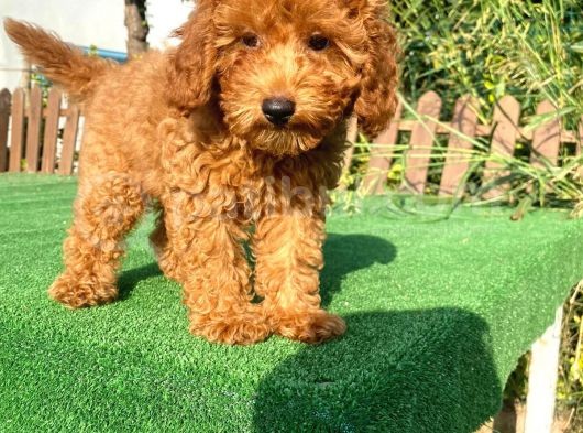 Sağlık Garantili 1.Sınıf Poodle Yavrularımız