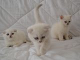 Scottish Fold Kıvrık Kulak