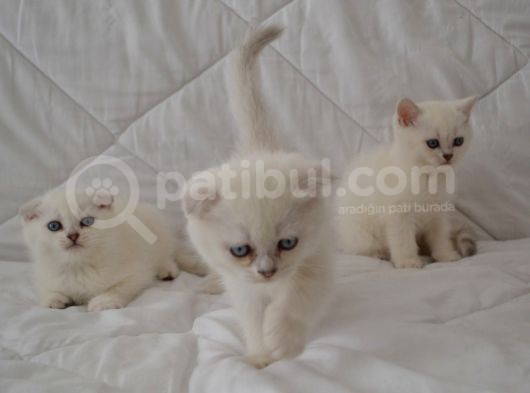 Scottish Fold Kıvrık Kulak görsel