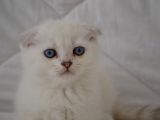 Scottish Fold Kıvrık Kulak