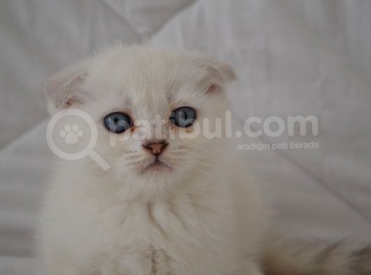 Scottish Fold Kıvrık Kulak görsel