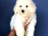 Sevimli Maltese Teriyer Yavrular