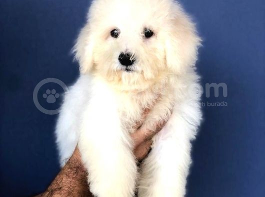 Sevimli Maltese Teriyer Yavrular