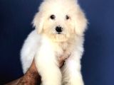 Sevimli Maltese Teriyer Yavrular