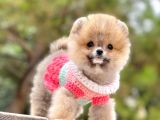 Pomeranian Boo Yavrular
