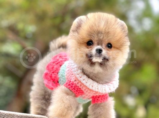 Pomeranian Boo Yavrular görsel