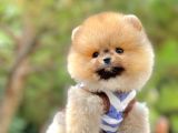 Pomeranian Boo Yavrular