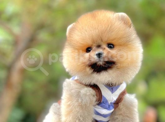 Pomeranian Boo Yavrular görsel