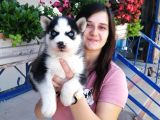 Sibirya Kurdu Yavrular (Bursa Köpek Okulu)