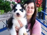 Sibirya Kurdu Yavrular (Bursa Köpek Okulu)