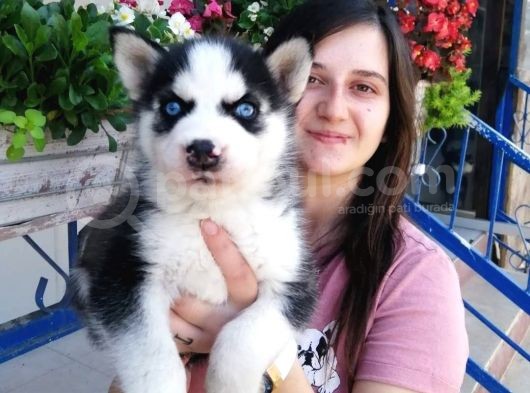 Sibirya Kurdu Yavrular (Bursa Köpek Okulu)
