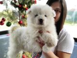 Samoyed Yavru (Bursa Köpek Okulu)