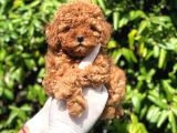 Toy Poodle Yavrular  ( Red,Red Brown,Apricot,Silver,Siyah)