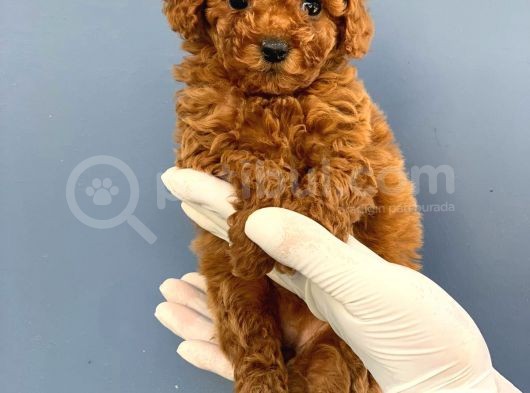 Toy Poodle Yavrular  ( Red,Red Brown,Apricot,Silver,Siyah)