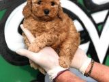 Toy Poodle Yavrular  ( Red,Red Brown,Apricot,Silver,Siyah)