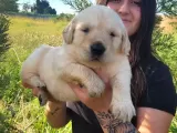Golden Yavrusu (Bursa Köpek Okulu)