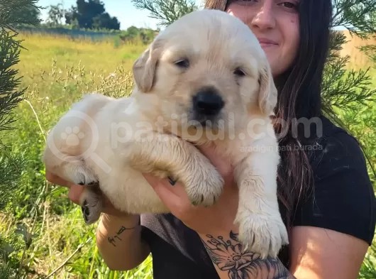 Golden Yavrusu (Bursa Köpek Okulu) görsel