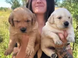 Golden Yavrusu (Bursa Köpek Okulu)