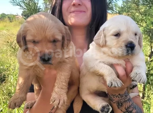 Golden Yavrusu (Bursa Köpek Okulu) görsel