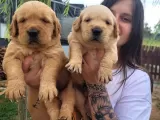 Golden Yavrusu (Bursa Köpek Okulu)