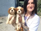 Cavalier King Charles Yavru (Bursa Köpek Okulu)