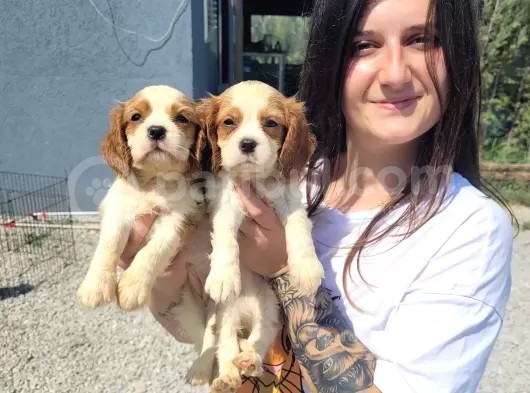 Cavalier King Charles Yavru (Bursa Köpek Okulu) görsel