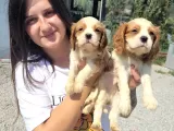 Cavalier King Charles Yavru (Bursa Köpek Okulu)