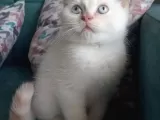 Redpoint Shorthair Erkek