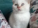 Redpoint Shorthair Erkek