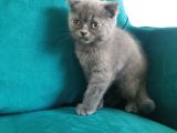 Küçük Erkek Scottish Fold Bebeğim