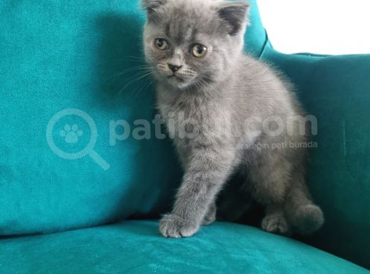 Küçük Erkek Scottish Fold Bebeğim görsel