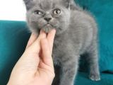 Küçük Erkek Scottish Fold Bebeğim