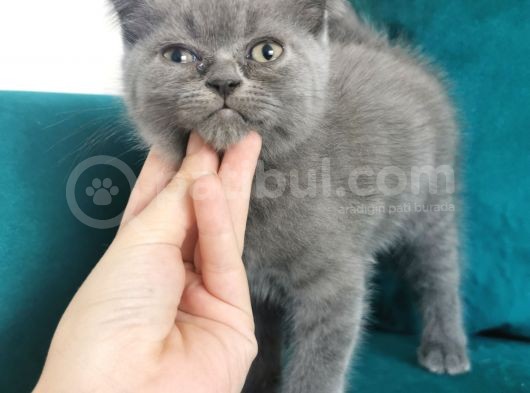Küçük Erkek Scottish Fold Bebeğim