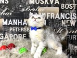 Süper Kalite Silver Shaded British Shorthair Yavrumuz Miny