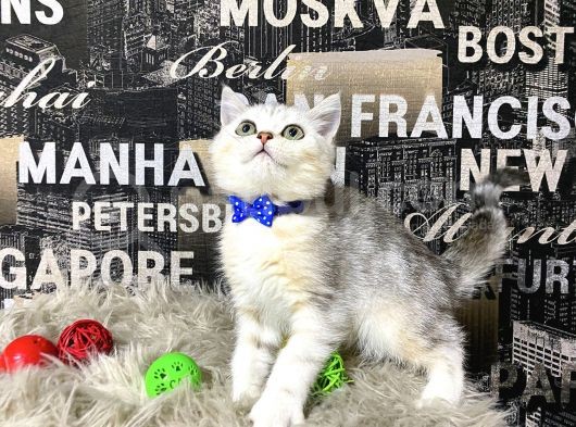 Süper Kalite Silver Shaded British Shorthair Yavrumuz Miny görsel