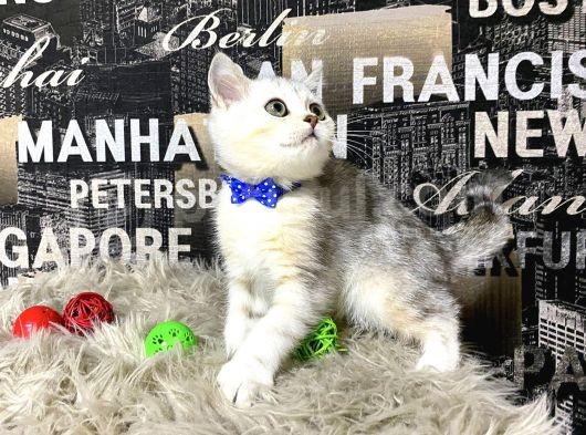 Süper Kalite Silver Shaded British Shorthair Yavrumuz Miny görsel