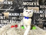 Süper Kalite Silver Shaded British Shorthair Yavrumuz Miny