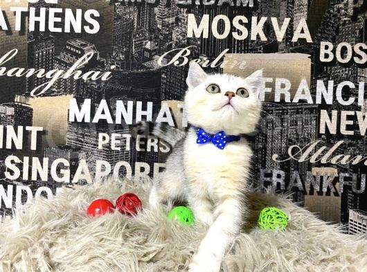 Süper Kalite Silver Shaded British Shorthair Yavrumuz Miny görsel