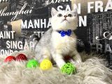 Süper Kalite Silver Shaded British Shorthair Yavrumuz Miny