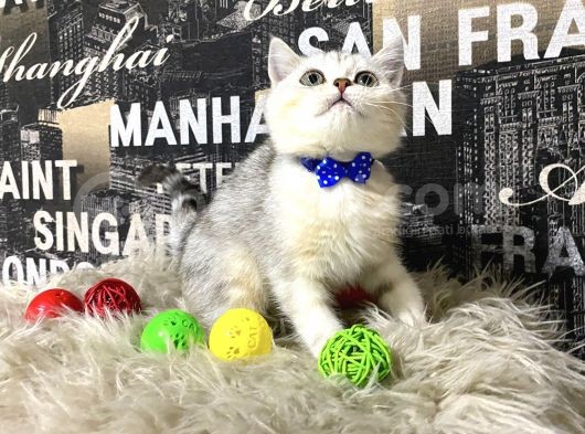 Süper Kalite Silver Shaded British Shorthair Yavrumuz Miny görsel