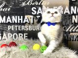 Süper Kalite Silver Shaded British Shorthair Yavrumuz Miny
