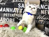 Süper Kalite Silver Shaded British Shorthair Yavrumuz Miny