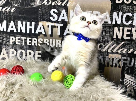 Süper Kalite Silver Shaded British Shorthair Yavrumuz Miny görsel