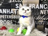 Süper Kalite Silver Shaded British Shorthair Yavrumuz Miny
