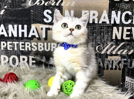 Süper Kalite Silver Shaded British Shorthair Yavrumuz Miny