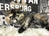 Çocuklarla İyi Anlaşan Tortie Exotic Shorthair Yavrumuz Fun