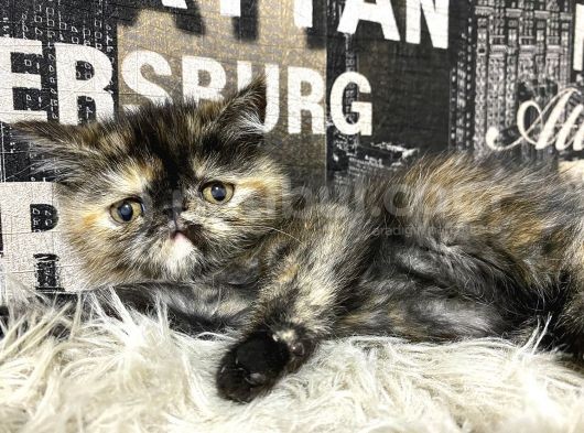 Çocuklarla İyi Anlaşan Tortie Exotic Shorthair Yavrumuz Fun görsel