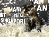 Çocuklarla İyi Anlaşan Tortie Exotic Shorthair Yavrumuz Fun