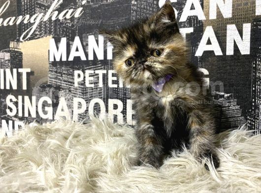 Çocuklarla İyi Anlaşan Tortie Exotic Shorthair Yavrumuz Fun görsel