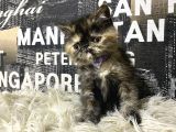 Çocuklarla İyi Anlaşan Tortie Exotic Shorthair Yavrumuz Fun